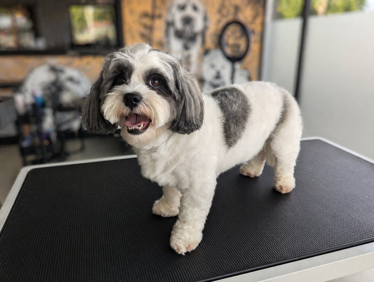 Happy Shih Tzu after grooming at The Prancing Pup dog groomer Swansea
