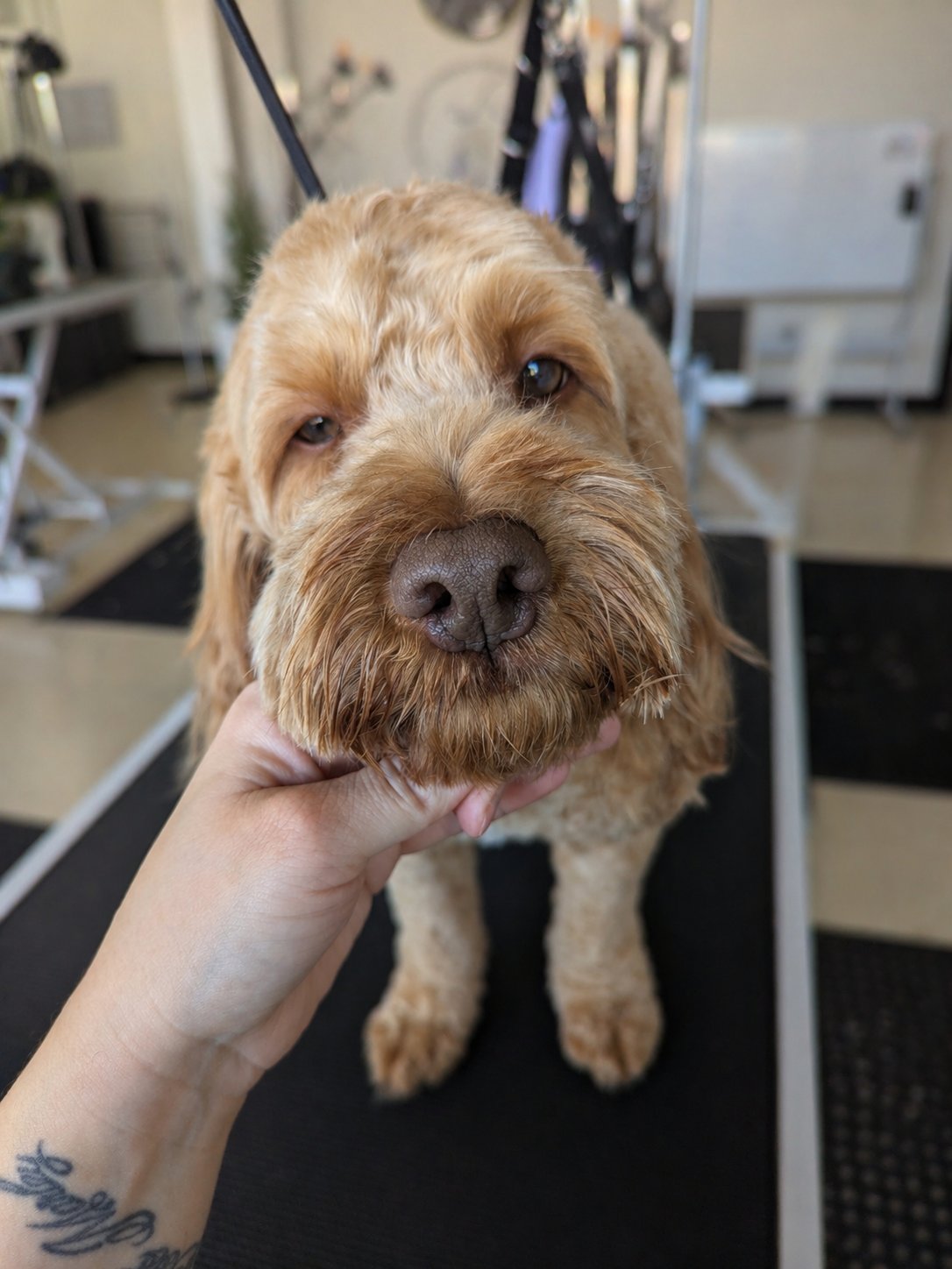 Golden doodle at grooming session in Sketty, Swansea SA2